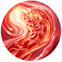 Heart and circulation